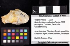 Foto (Objket + Etiketten) von Goniodromites complanatus (Reuss, 1858) 